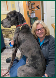 Great Dane - Dog Training and Boarding in Northwood NH